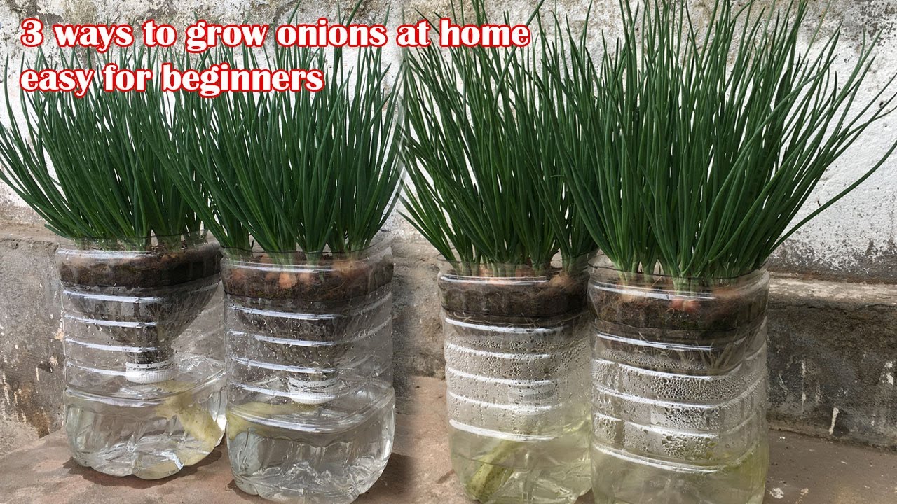 3 ways to grow green onions at home, anyone can succeed | easy for beginners