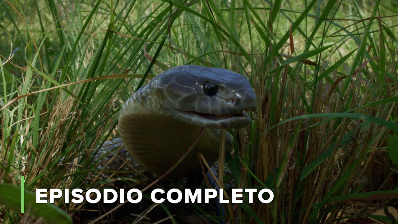 🐍 Humedales: Cazadores y presas en acción | Australianos letales 102