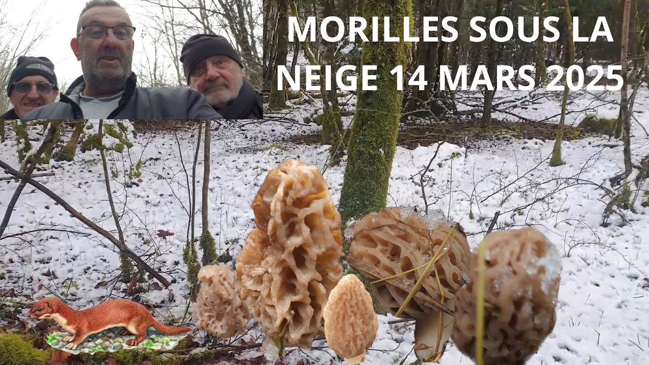 𝐌𝐎𝐑𝐈𝐋𝐋𝐄𝐒 𝐒𝐎𝐔𝐒 𝐋𝐀 𝐍𝐄𝐈𝐆𝐄 𝐃𝐔 𝟏𝟒.𝟎𝟑.𝟐𝟎𝟐𝟓 🌲🍄🌳
