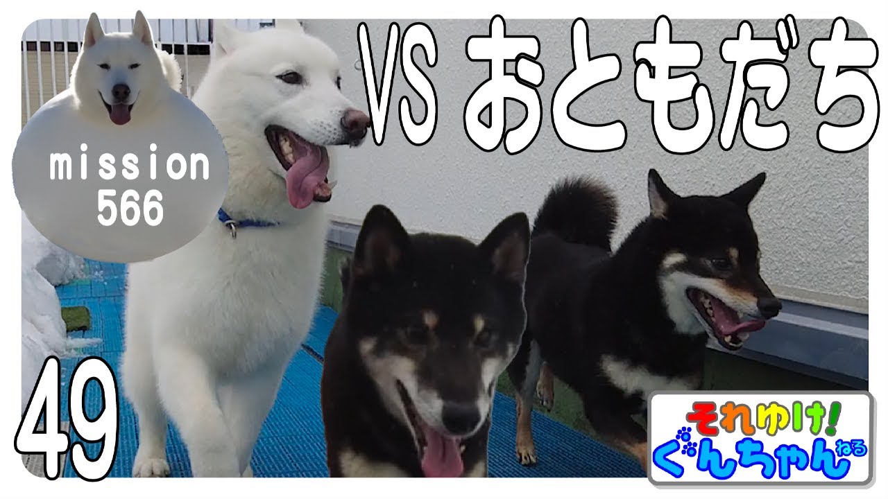 ぐんちゃんvsおともだち49