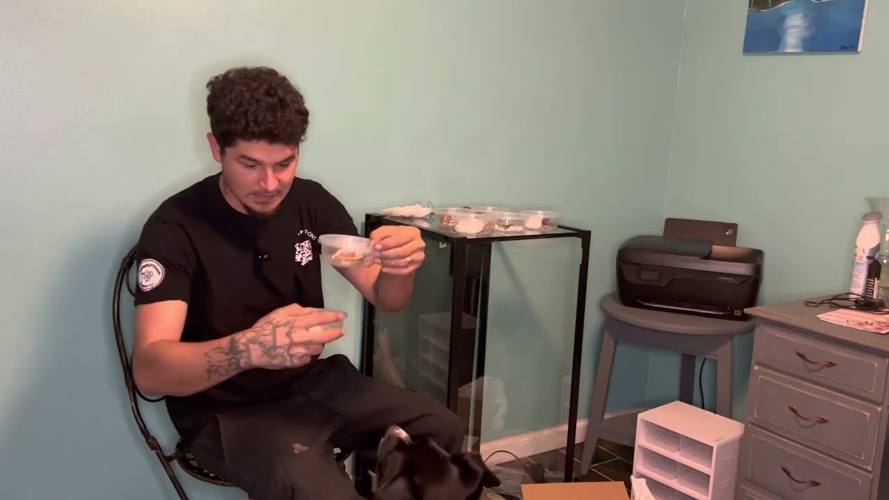 Tikis Geckos 🦎 unboxing must watch