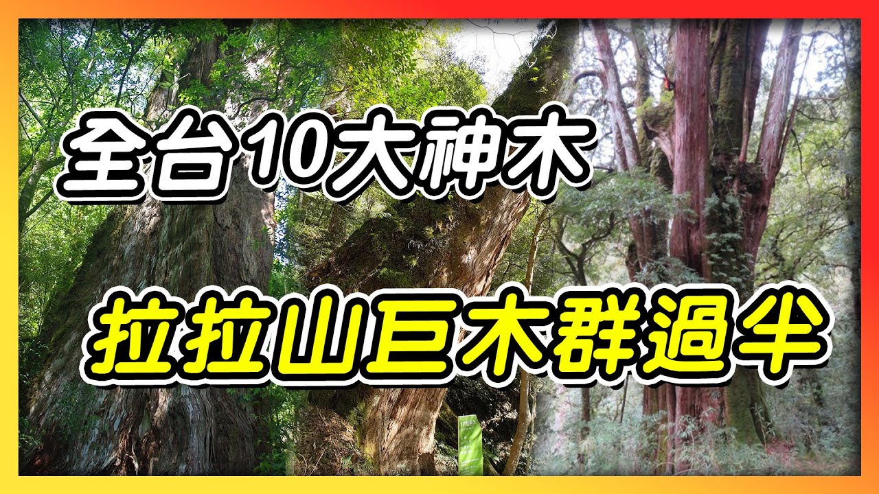 全台十大神木　拉拉山包辦過半名額