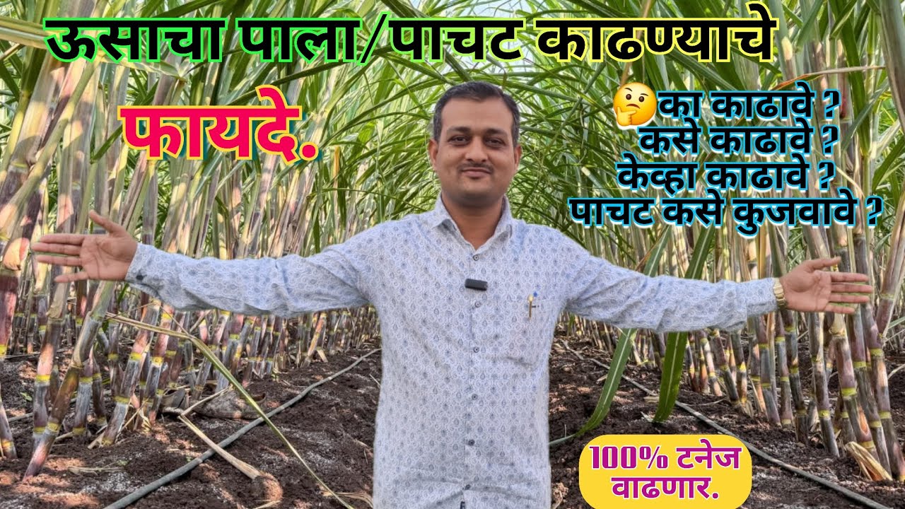 🎋ऊसाचा वाळलेला पाला /पाचट काढा आणि टनेज वाढवा.! कमी खर्चात 💯% टनेज वाढणार.✌️