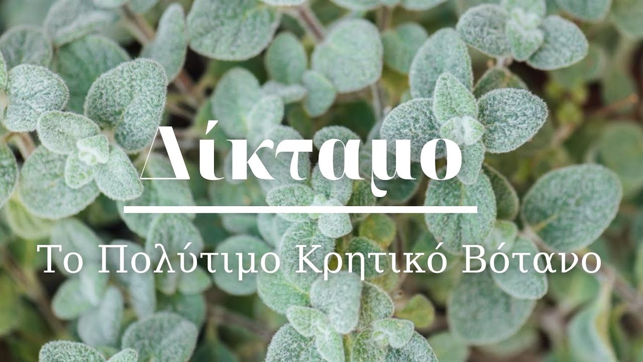 🌿✔️Δίκταμο - Το 