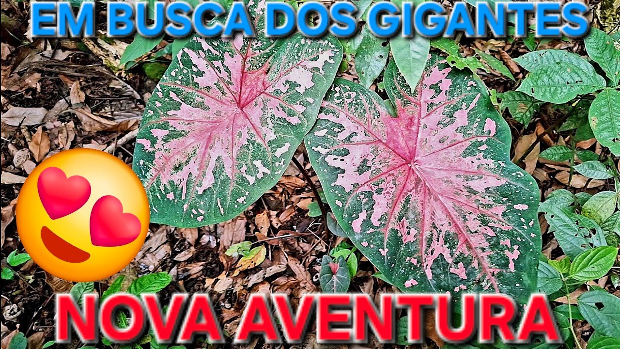 Como fazer para encontrar lindas plantas abandonadas #natureza #plantas #garden #amazing 