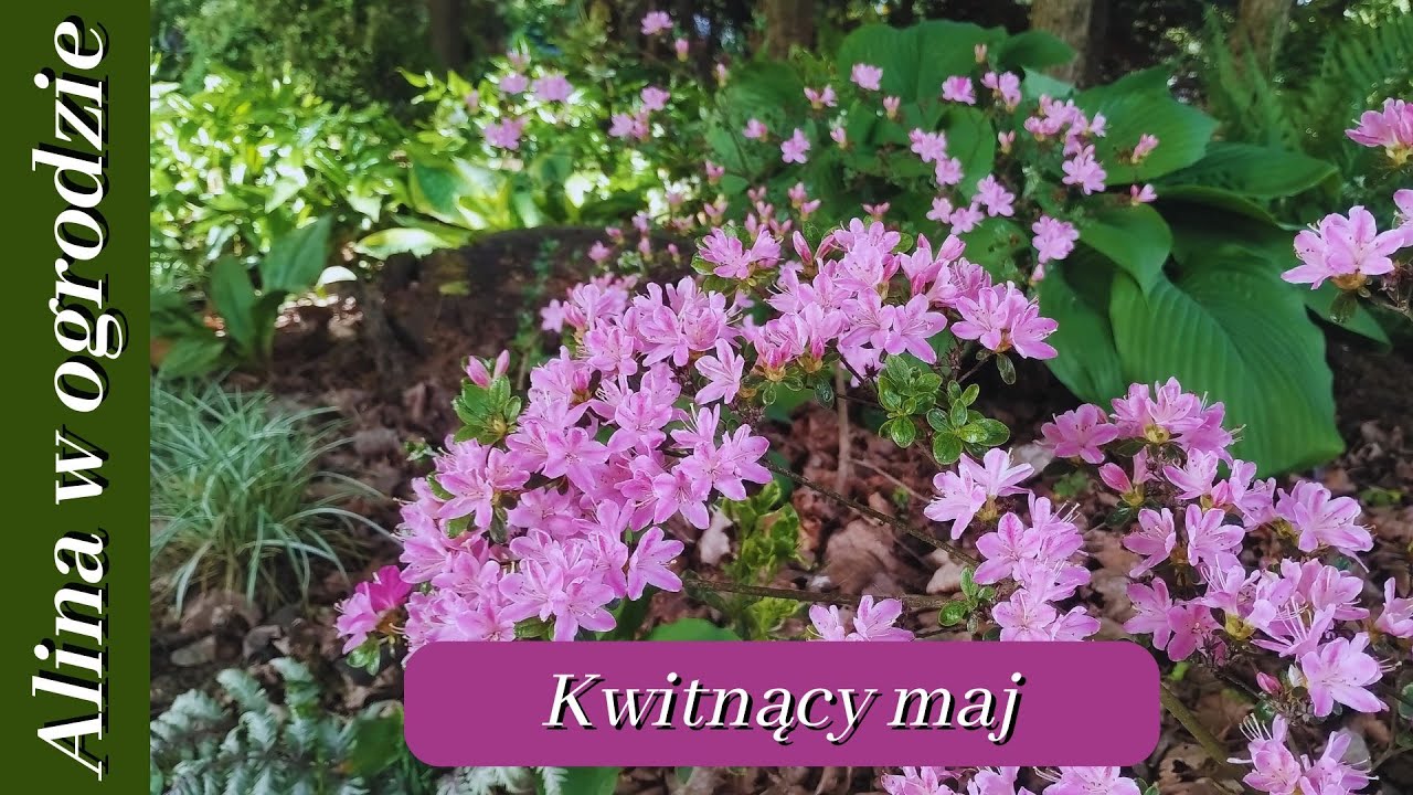 Przymrozek i kwiaty w ogrodzie