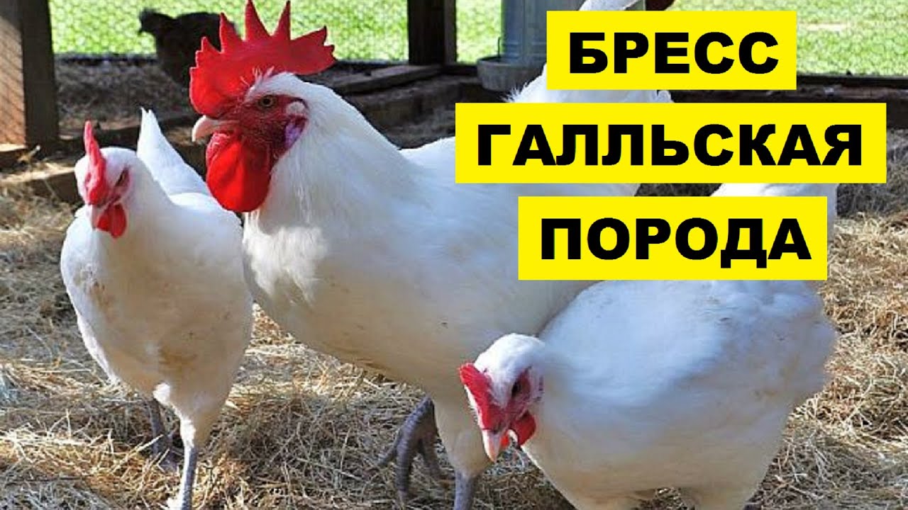 Разведение кур Бресс-Галльской породы как бизнес идея | Бресс-Галльские куры