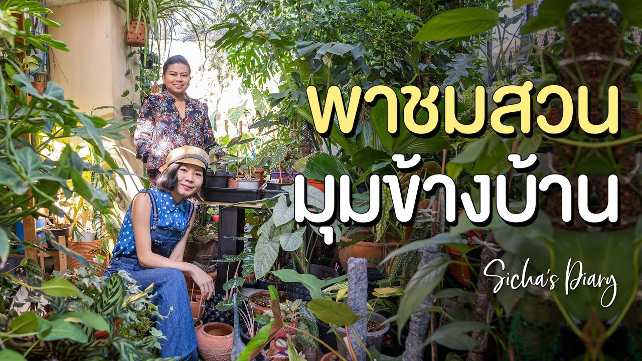 พาชมสวน มุมข้างบ้าน ไม้ใบและบอนแบบต่าง ๆ #สวนคุณแม่ #ไม้ใบ #บอนสี
