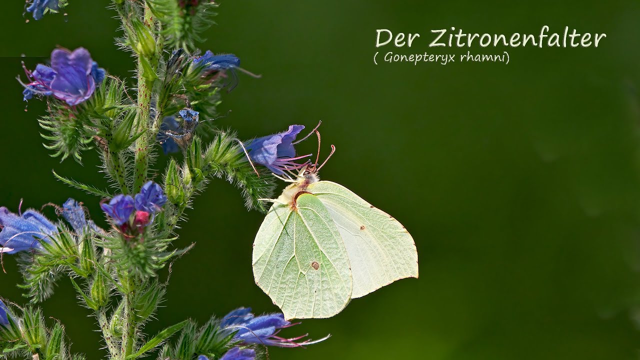 Der Zitronenfalter