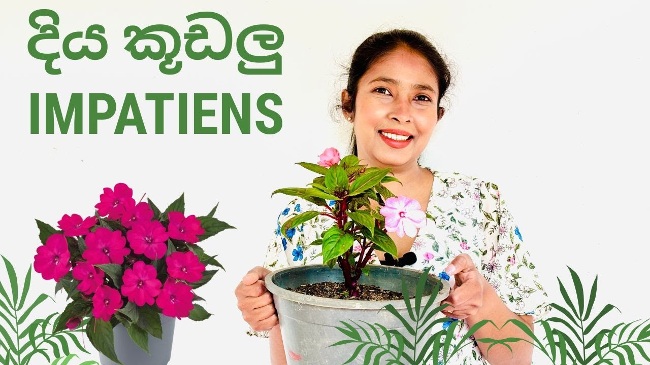Impatiens - How to grow and care in Sinhala 2025/ දිය කූඬලු මල් පැළයක් නිවැරදිව බඳුන්ගත කරමු☘️🌱🍀🪴🍃☘️