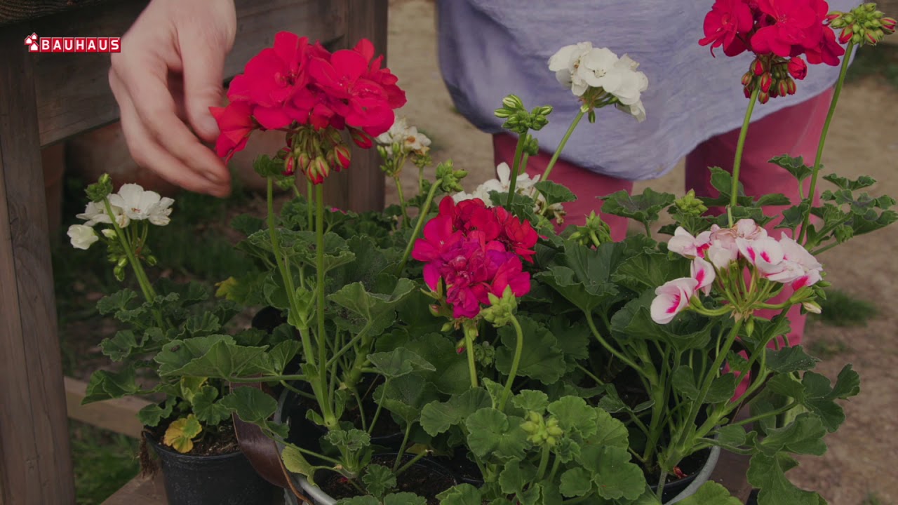 Škola vrtlarstva - pelargonije