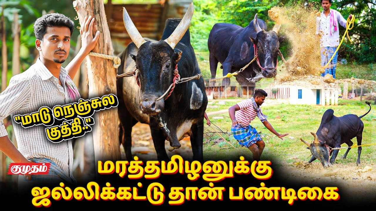 Jalikattu-க்கு தயாராகும் மாறன் காளை 🐂 