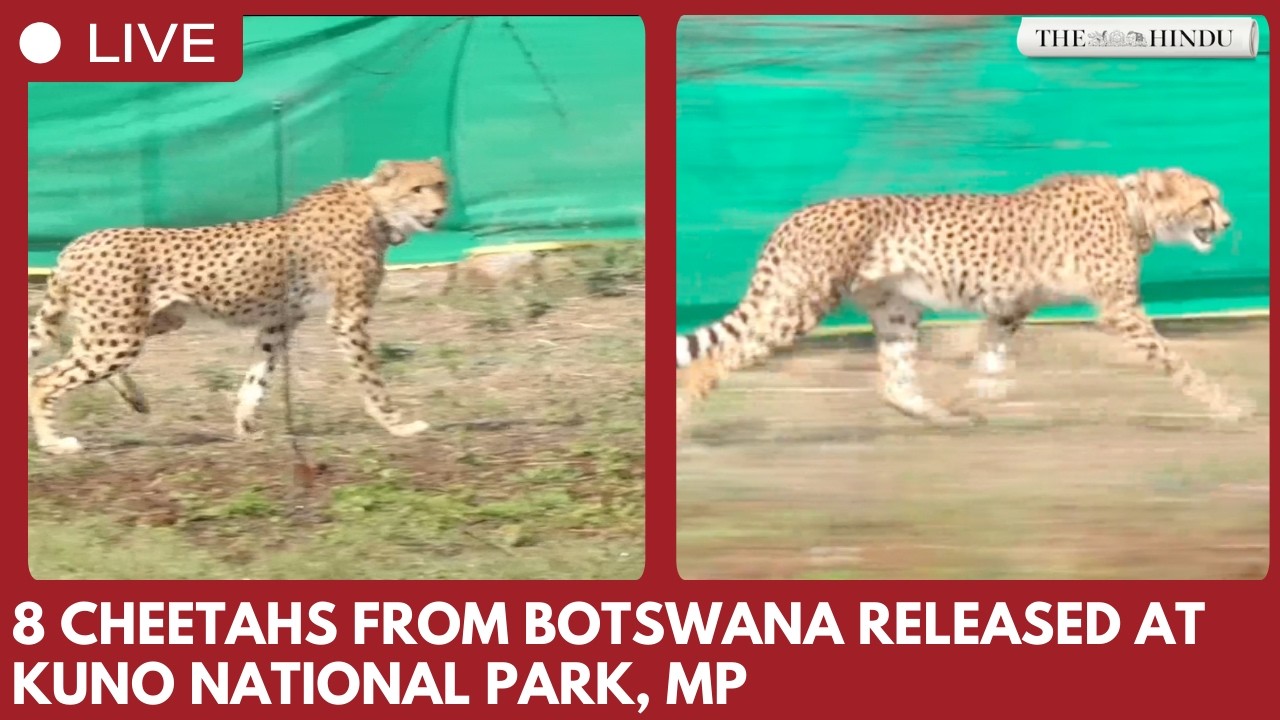 8 Cheetahs from Botswana Released at Kuno National Park by Bhupendra Yadav