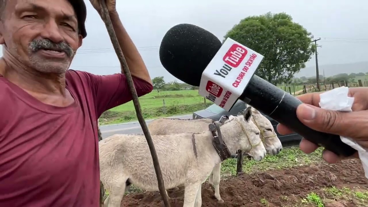 Arando terra em Olho d’Água das Flores - AL 21 - 05 - 2025 #nordeste