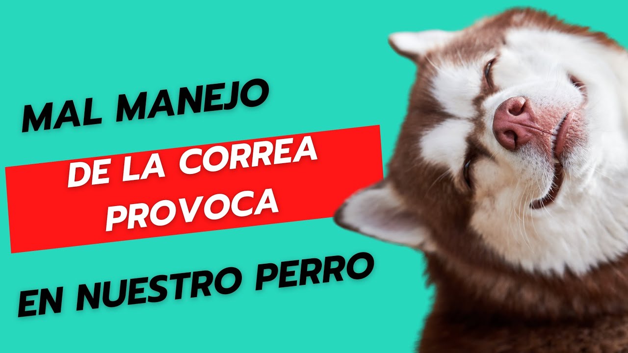 Mal manejo de la correa provoca tensión en tu perro
