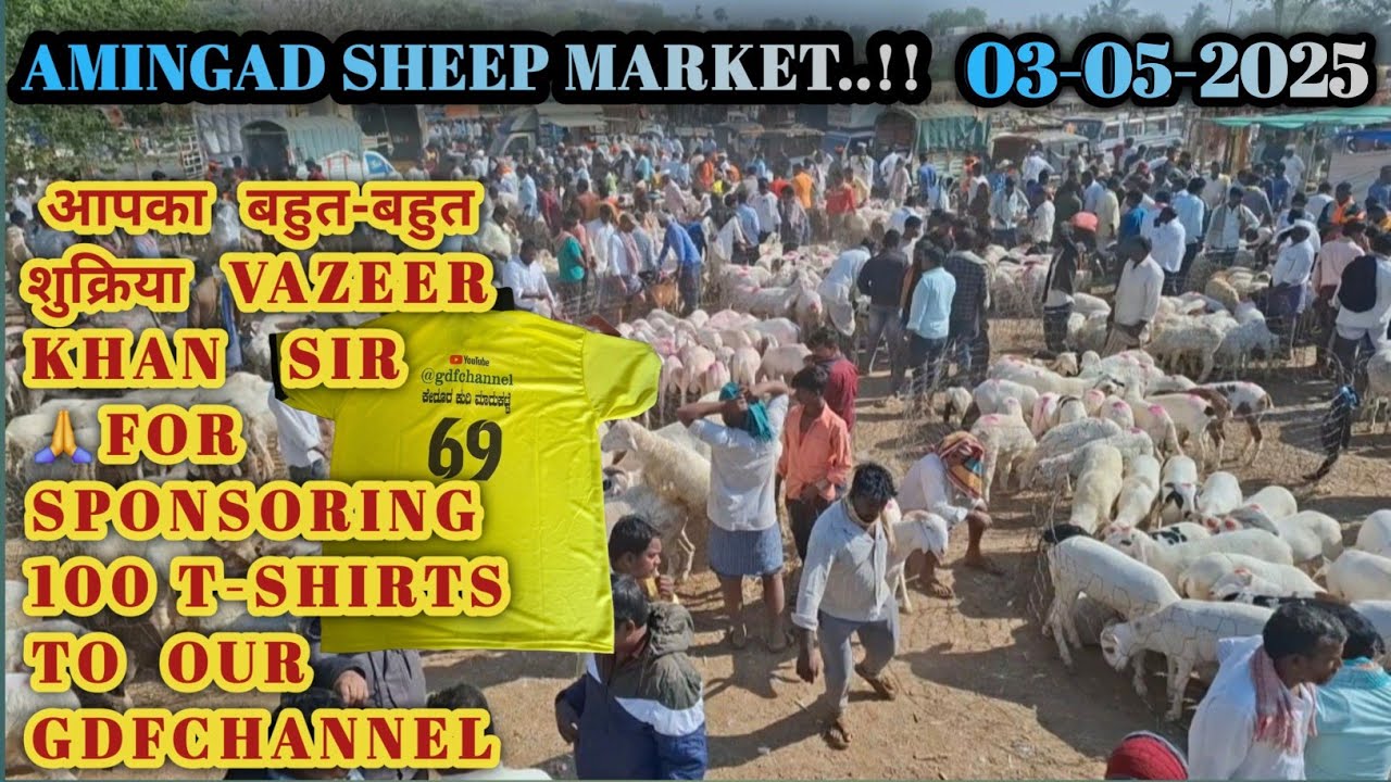 ಅಮೀನಗಡ ಕುರಿ ಮತ್ತು ಮೇಕೆ ಮಾರುಕಟ್ಟೆ | 03-05-2025 | karnataka Amingad sheep market | ಪ್ರತಿ ಶನಿವಾರ |
