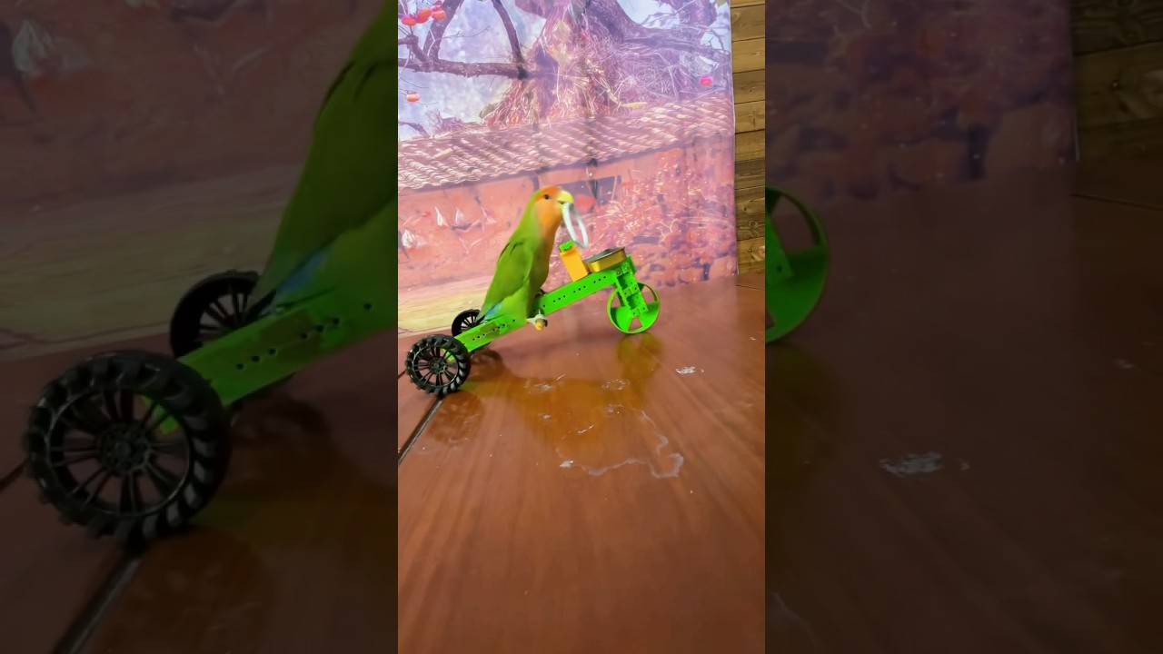 Bird Training :smart lovebird parrot l smart Little Cute parrot❤️#parrot #training #cute