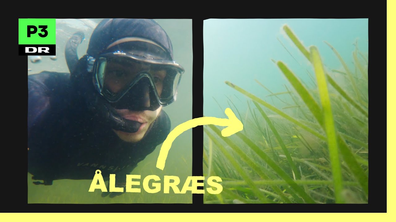 Findes fremtidens klimaløsning under havet?