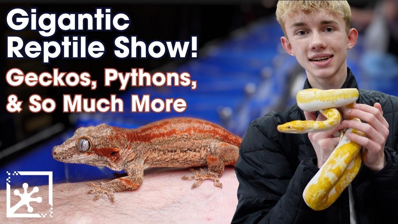 America's Biggest Reptile Expo! | NARBC Tinley Park March 2023