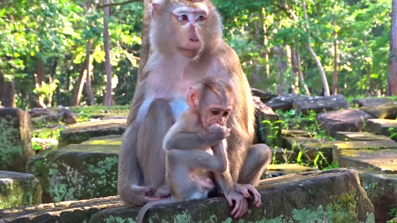 So Funny Cute Little Monkey Learning Eating Food and happy animal 