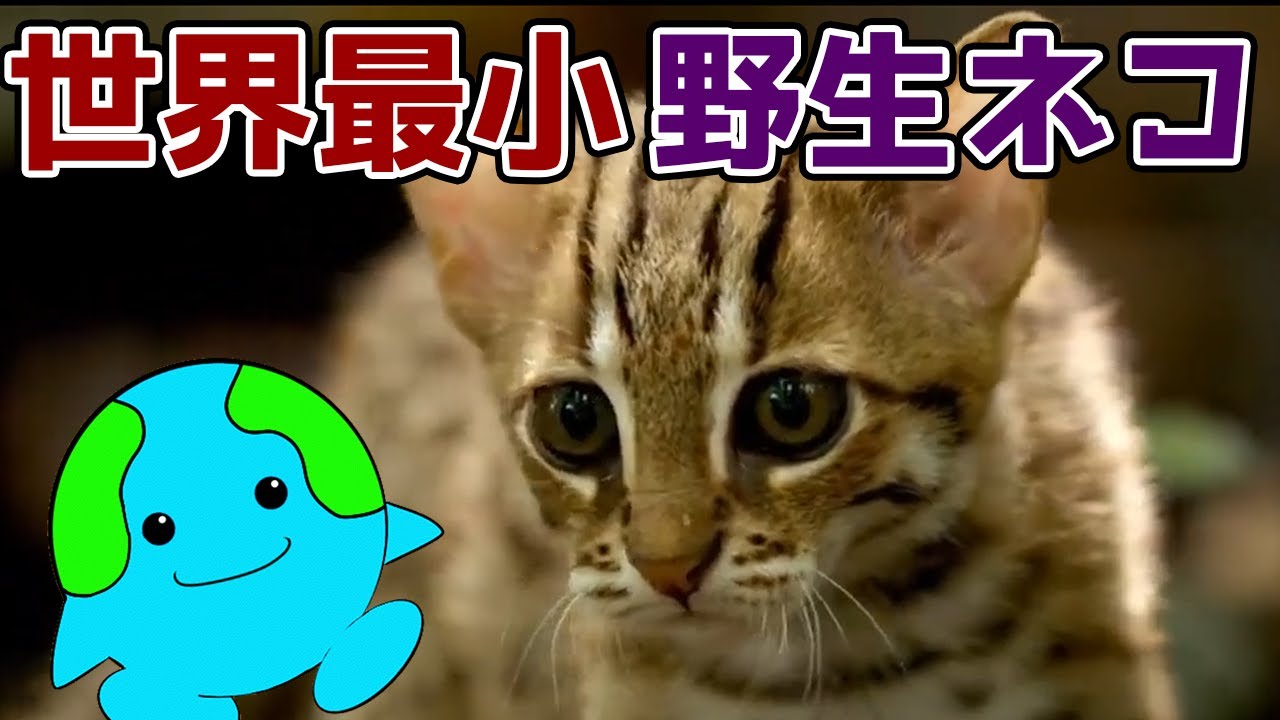 世界最小のかわいすぎる野生ネコ 2種【サビイロネコ/クロアシネコ】
