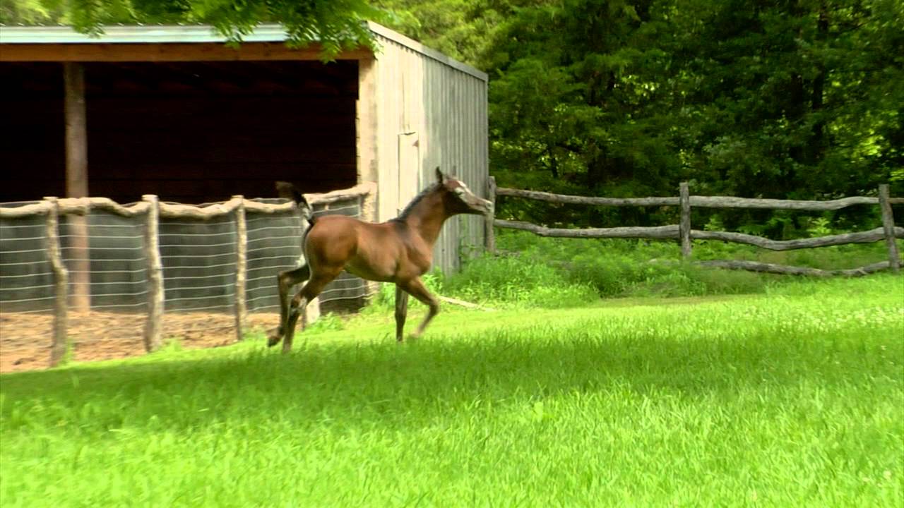 Faras Al Badia (Ansata Sheikh Halim x Safina Al Badia) Straight Egyptian Arabian Stallion