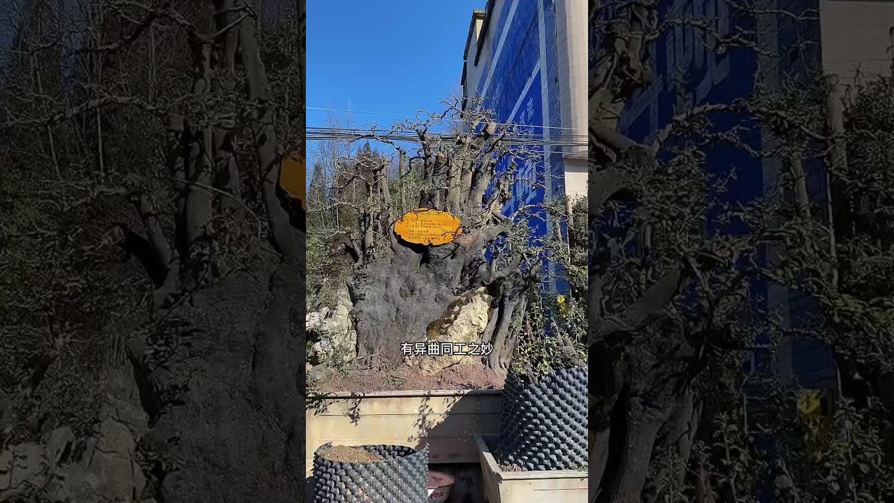 你们想听我说，我也想听别人说。今天发个我听别人说的视频。知识共亨#2022一起向未来 #我的乡村生活 #盆景艺术