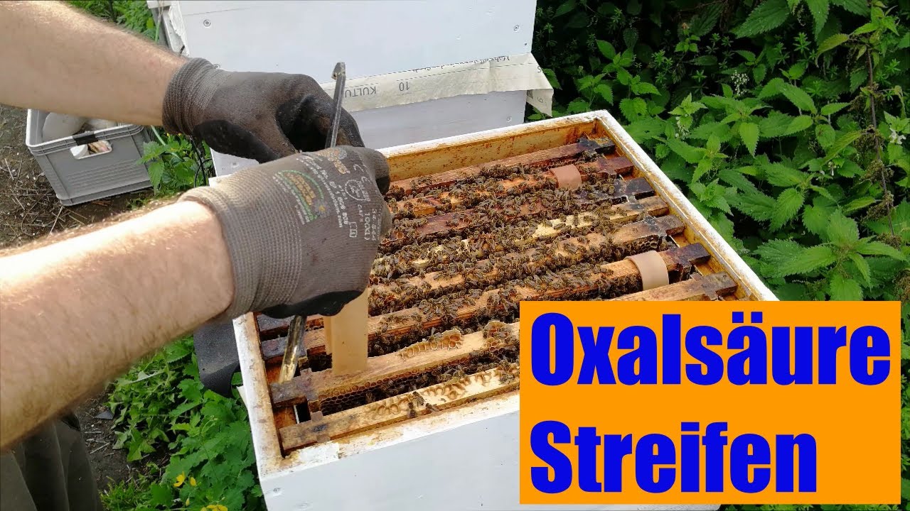 Oxalic Acid Strips im Einsatz