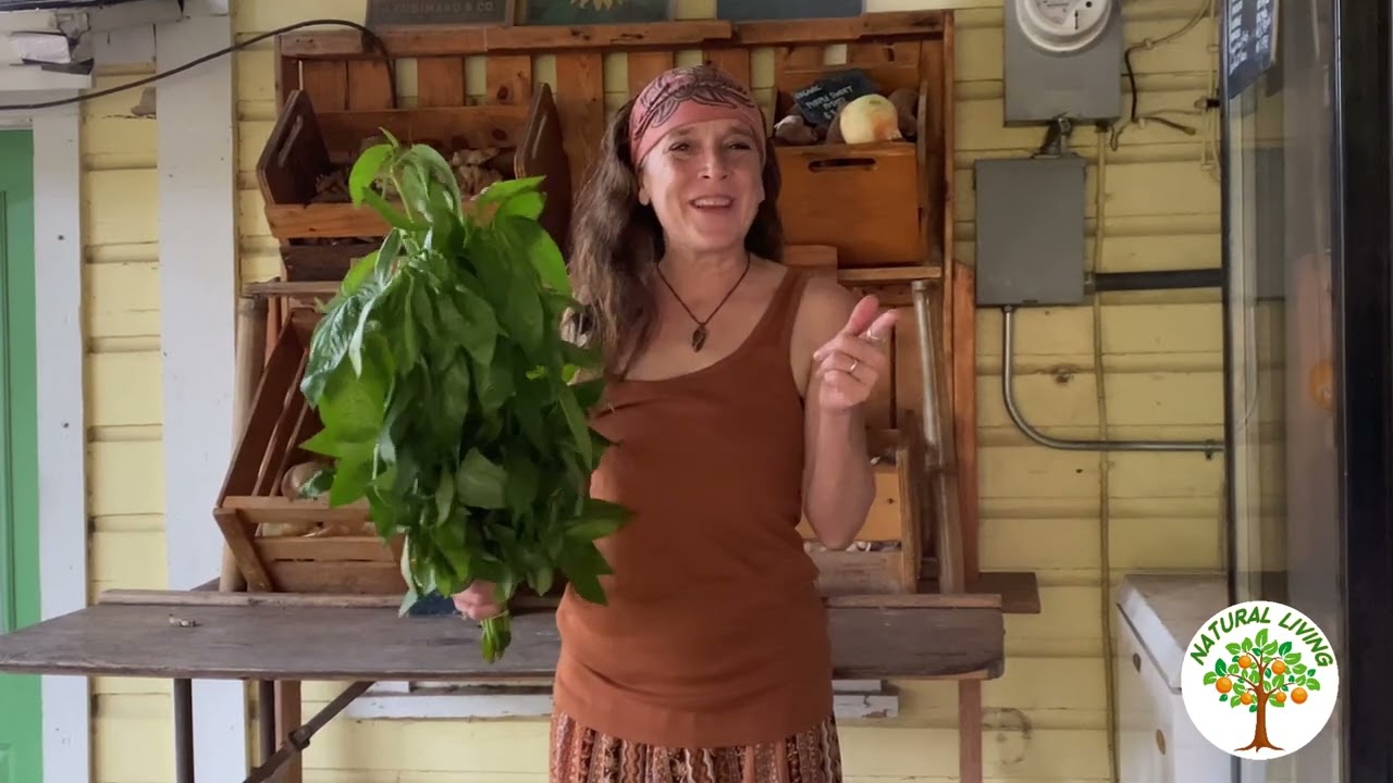 Health Benefits and Cooking Molokhia (Jute Leaves)