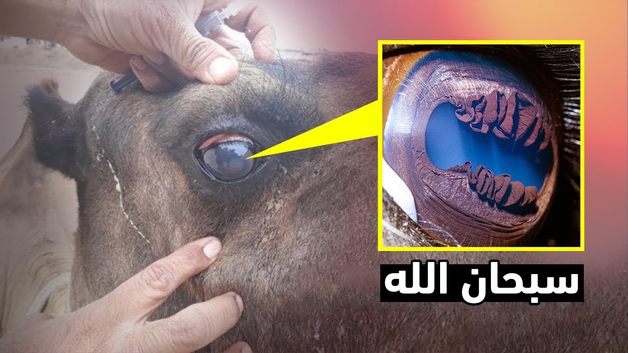 سبحان الله.. انظر كيف خلق الله عين الجمل معجزة أذهلت العلماء !!