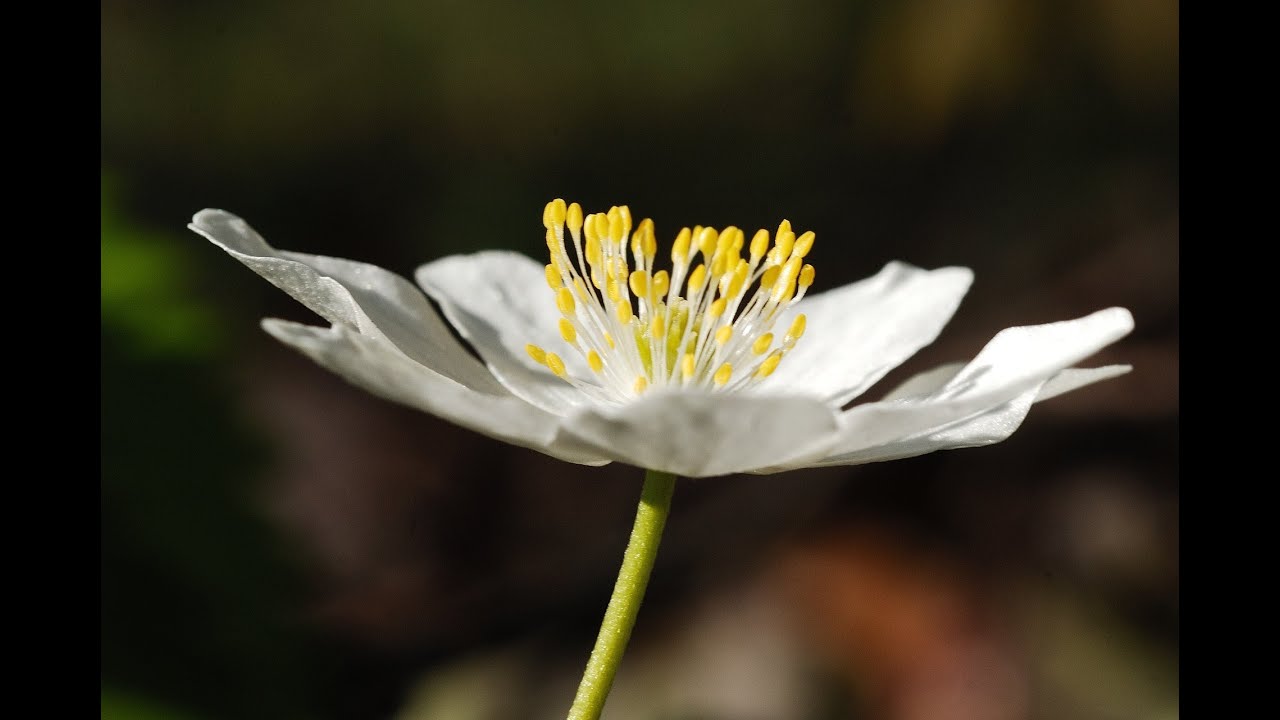Der Haseder Busch, ein Frühblüher-Wald
