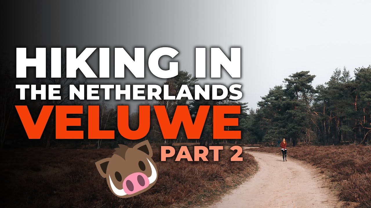 Hiking the Veluwe - Planken Wambuis