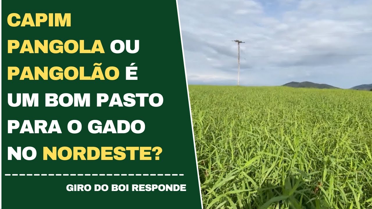 CAPIM PANGOLA OU PANGOLÃO É UM BOM PASTO PARA P GADP NO NORDESTE?