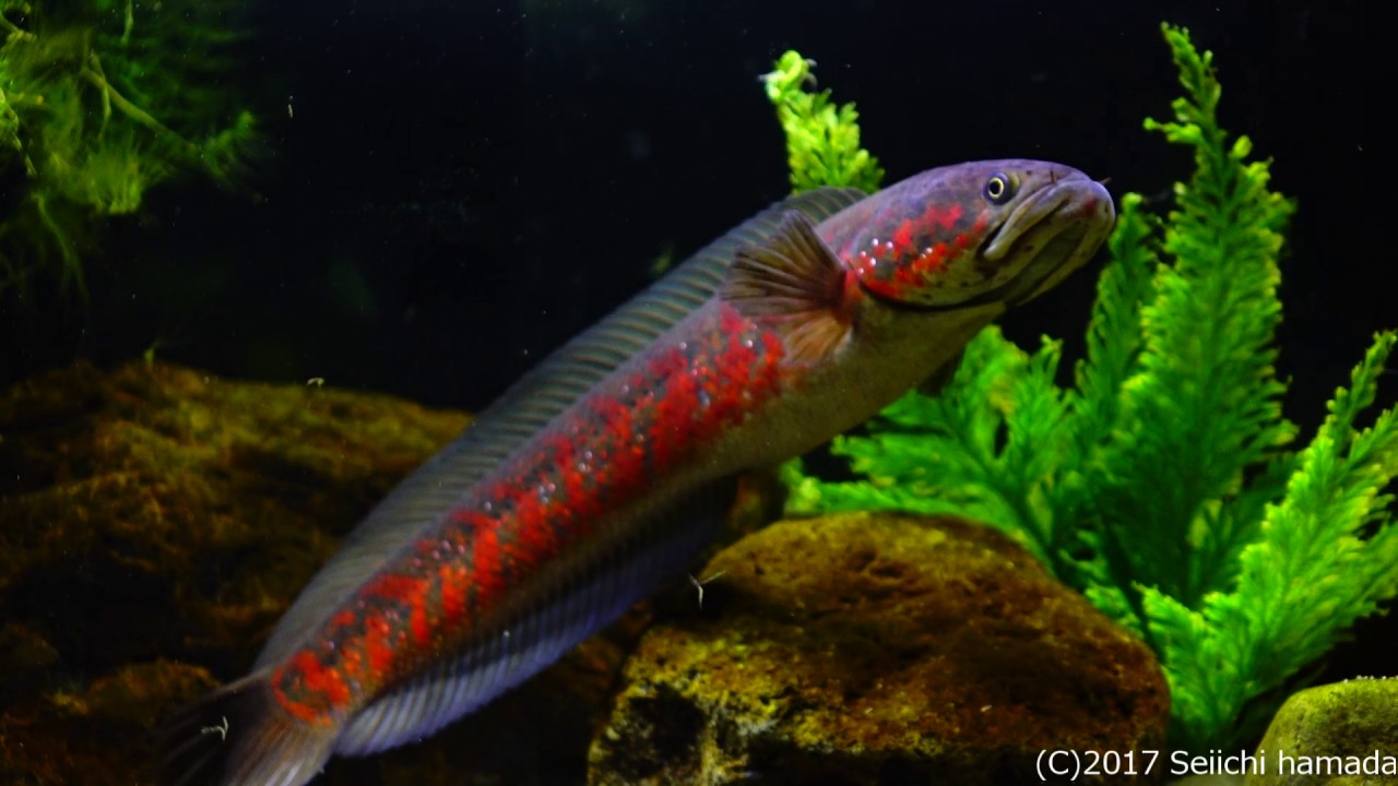 Channa asiatica 