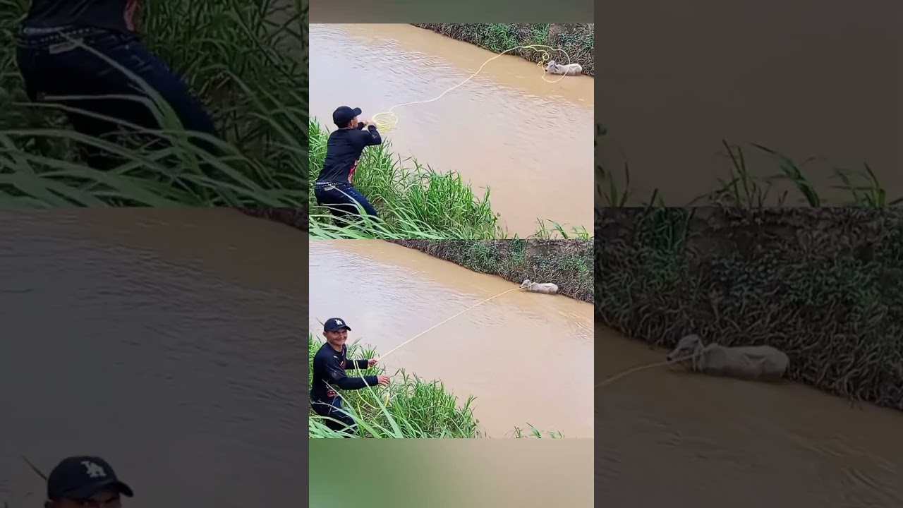 River EMERGENCY! Watch This Masterful Animal Rescue Mission 🐂
