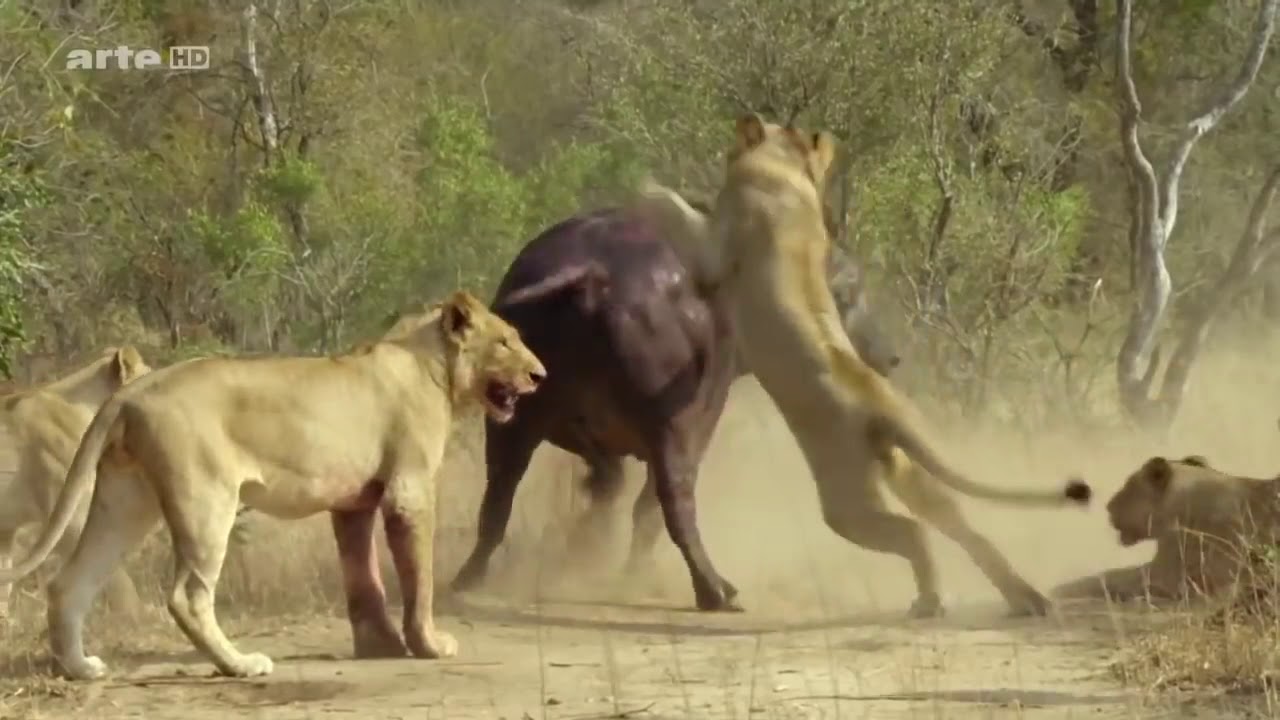 Ein Jahr in der afrikanischen Savanne - HD Deutsch [ arte Tierdokumentation ]