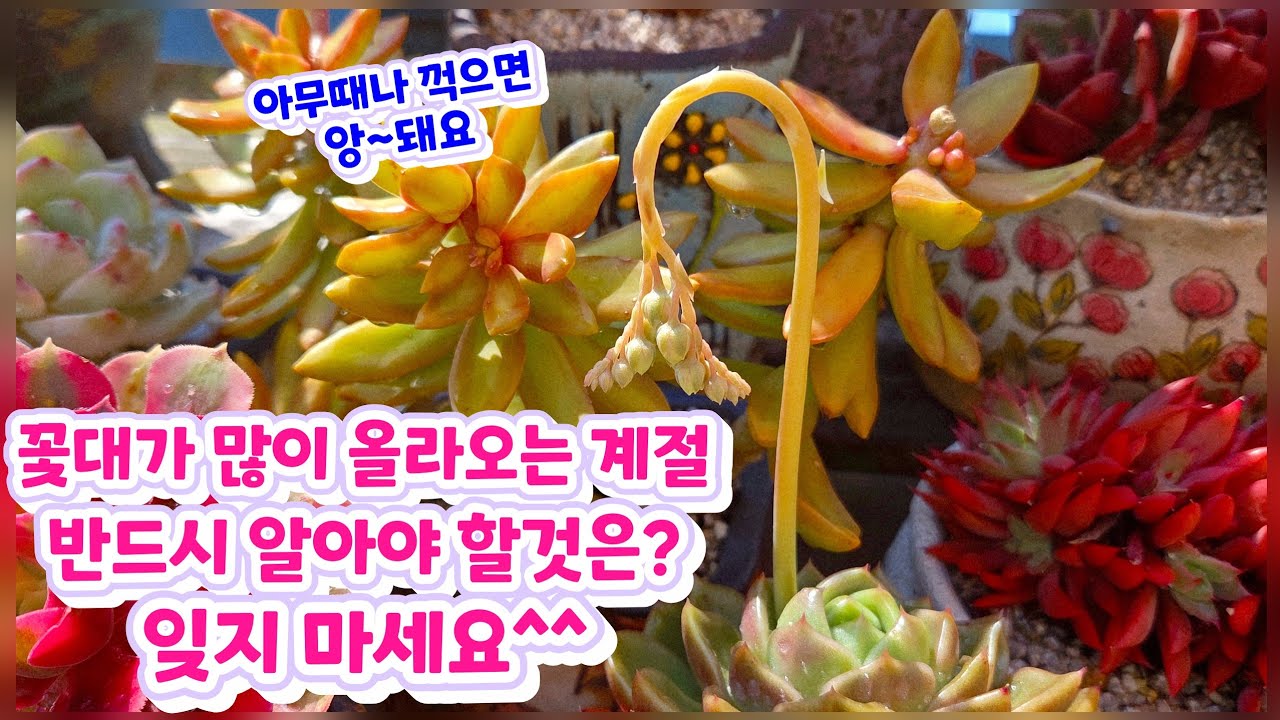 꽃대가 많이 올라오는 계절,반드시 알아야 할것은? 봄철 다육이 꽃대관리