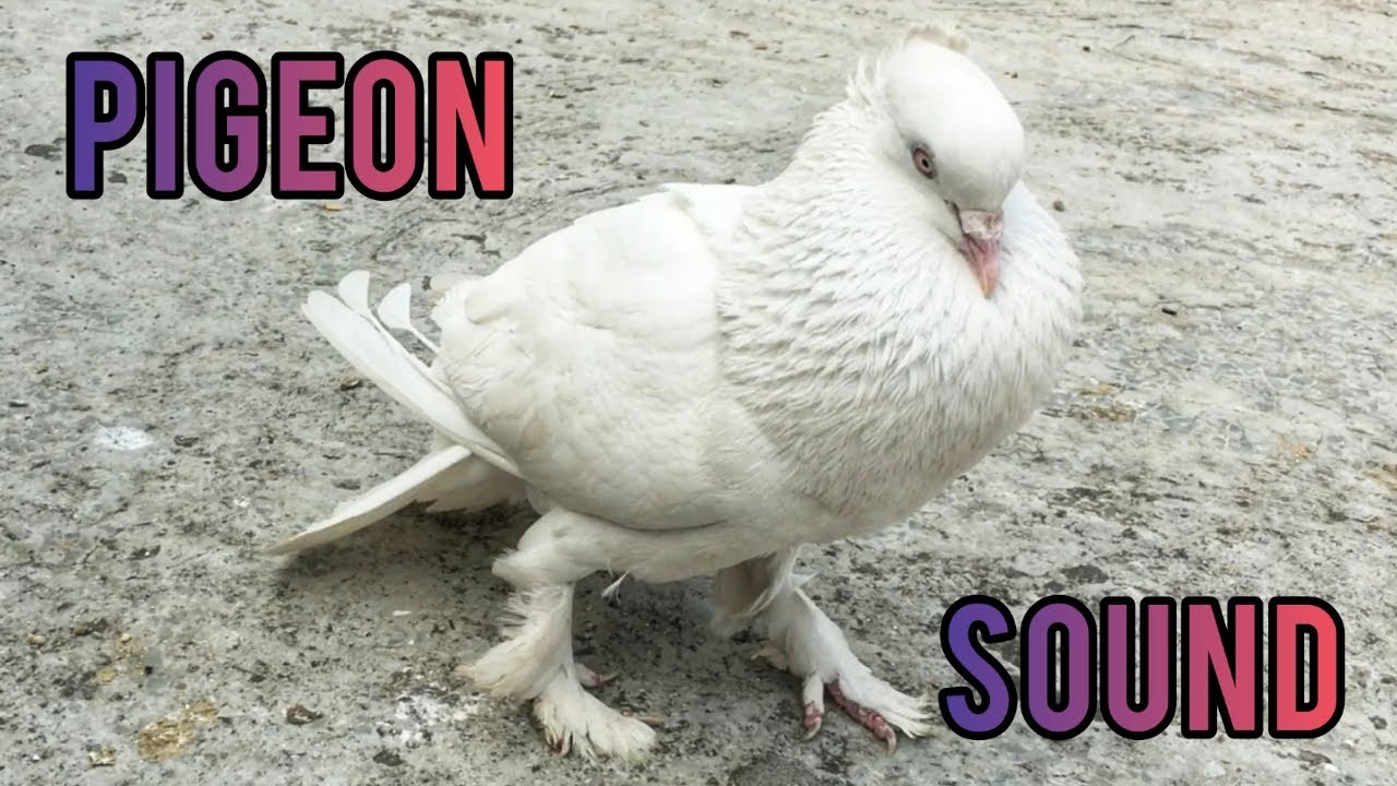Pigeon Sound Effect || Pigeon sounds attract pigeons || Male pigeon Sound