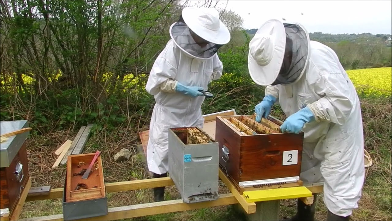 Ruchette et ruche Nouveau rucher  comment aménager ses abeilles noires  pour qu'elles soit bien