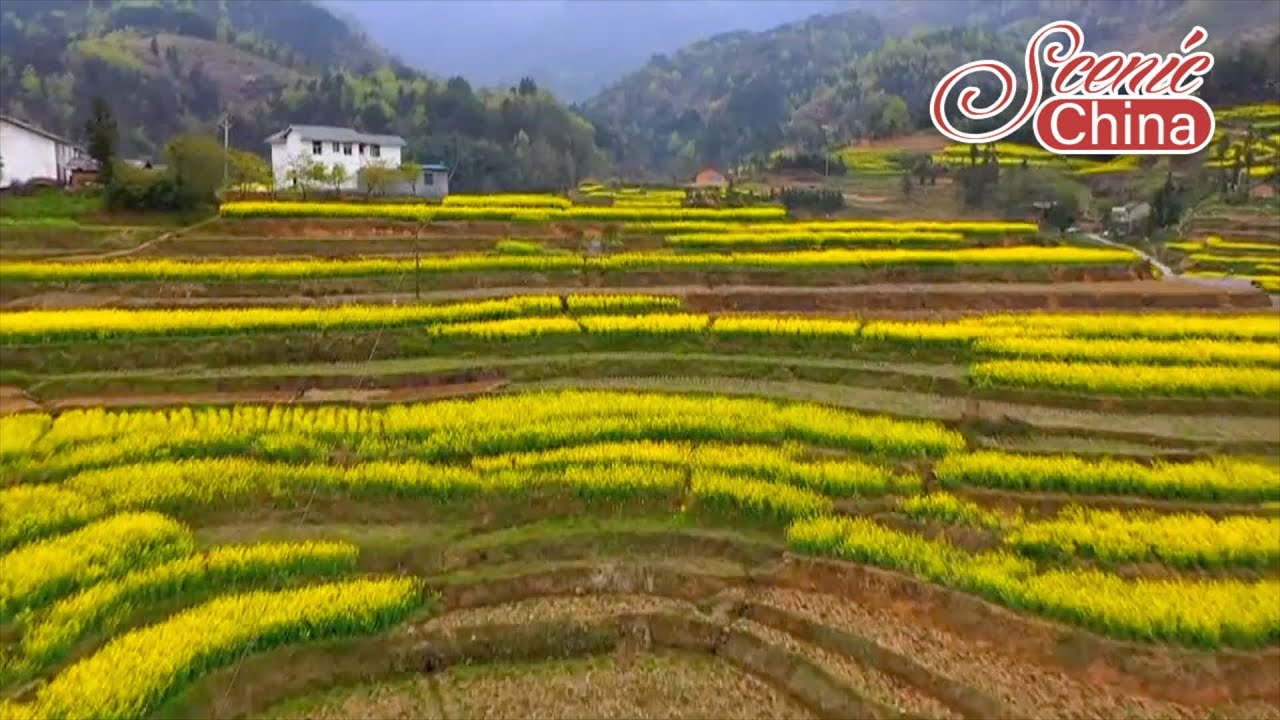 Scenic China: Rape flowers blossom at the Wudang Mountains