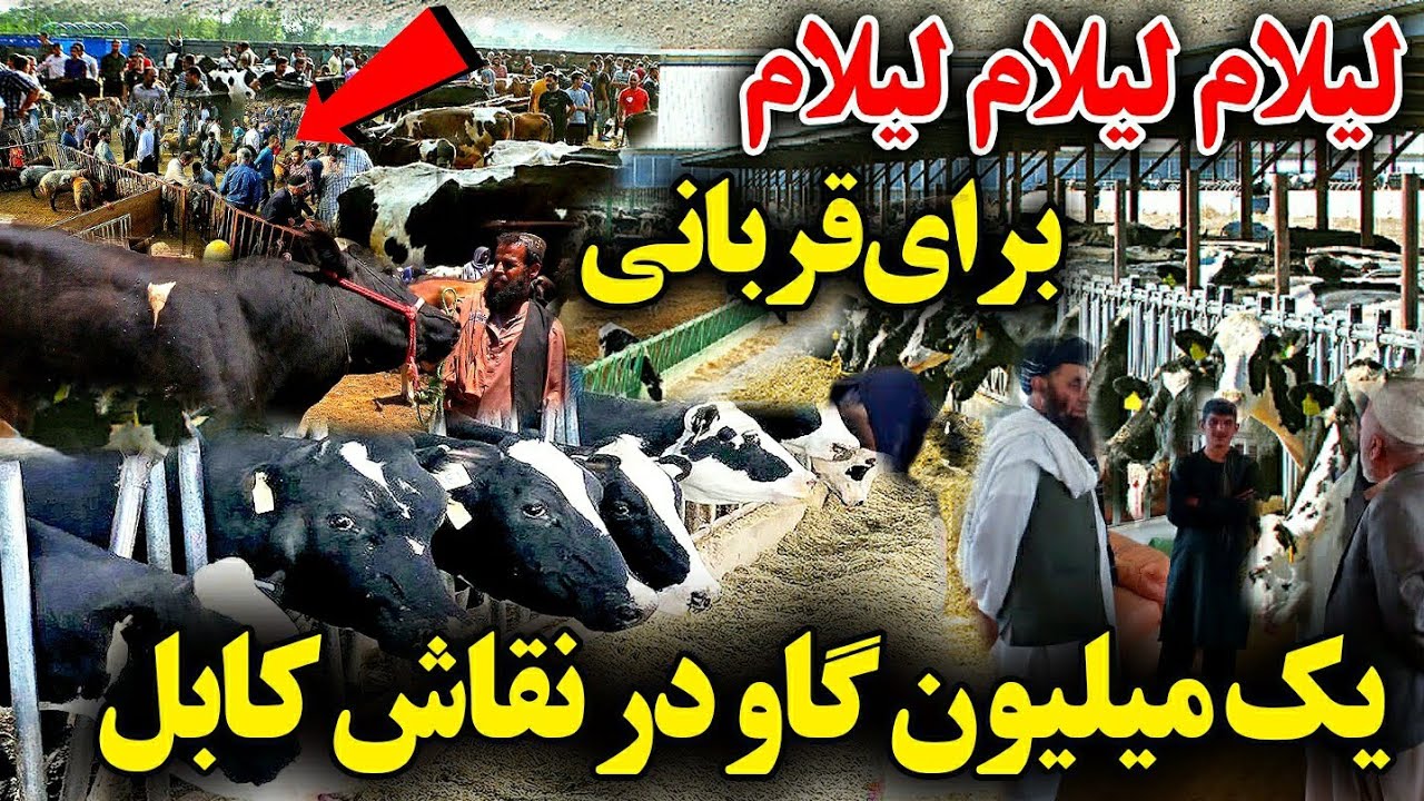 یک میلیون مواشی برای قربانی/ افزایش نرخ گاو گوسفند در بازار نقاش.