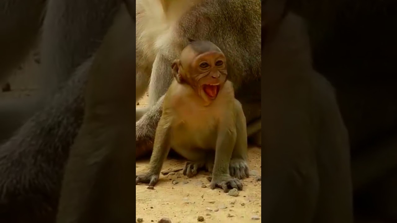 Monkey SWEETPEA always cries and wants milk 
