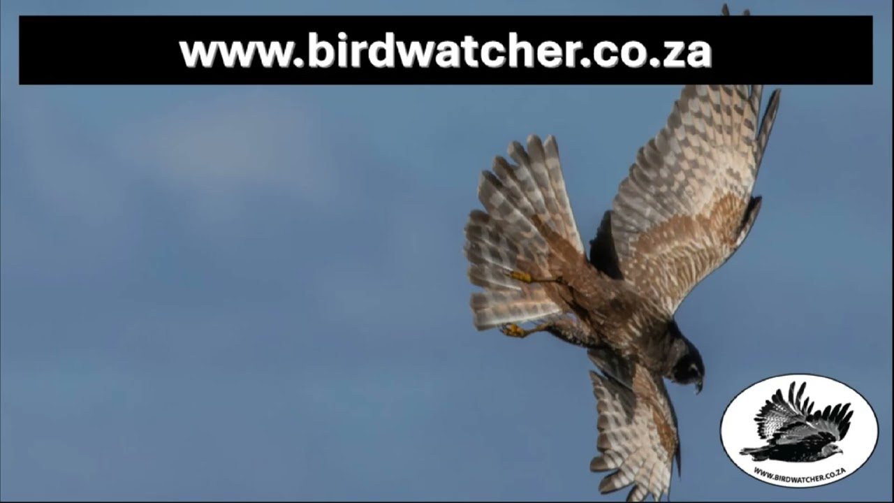 La doble vida del aguilucho lagunero africano