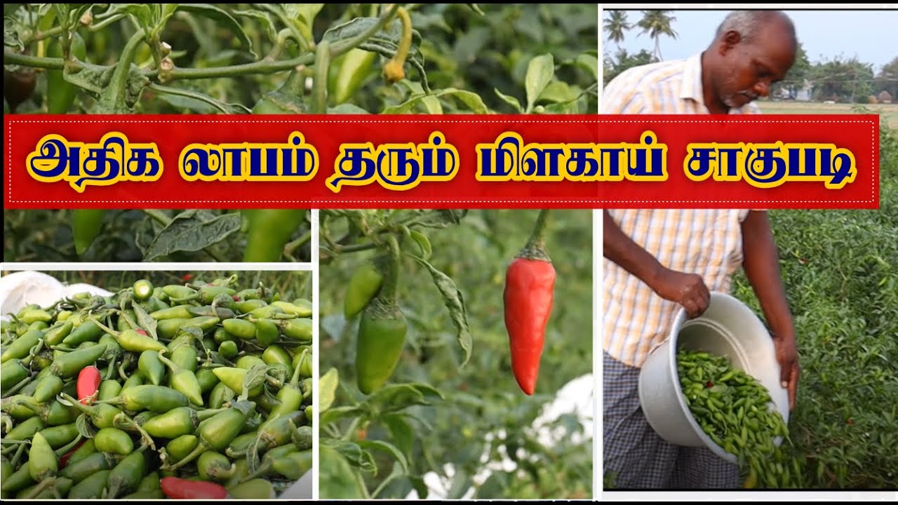 புல்லட் மிளகாய் சாகுபடி | Milagai Sagupadi | Green Chili Cultivation in Tamil