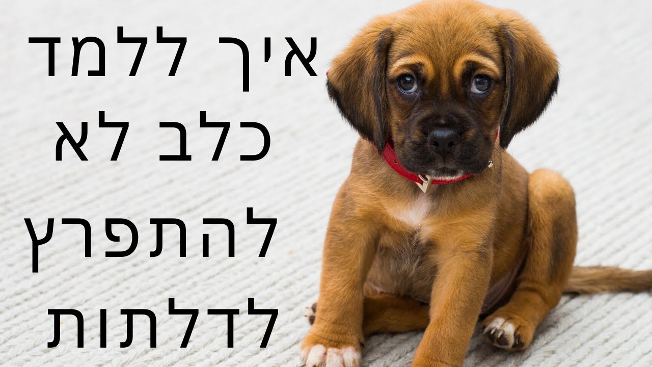איך ללמד כלב לא להתפרץ מדלת ? | אילוף כלבים | כלב מתפרץ לדלת | אילוף גורים | טל שלוש מאלף כלבים בכיר
