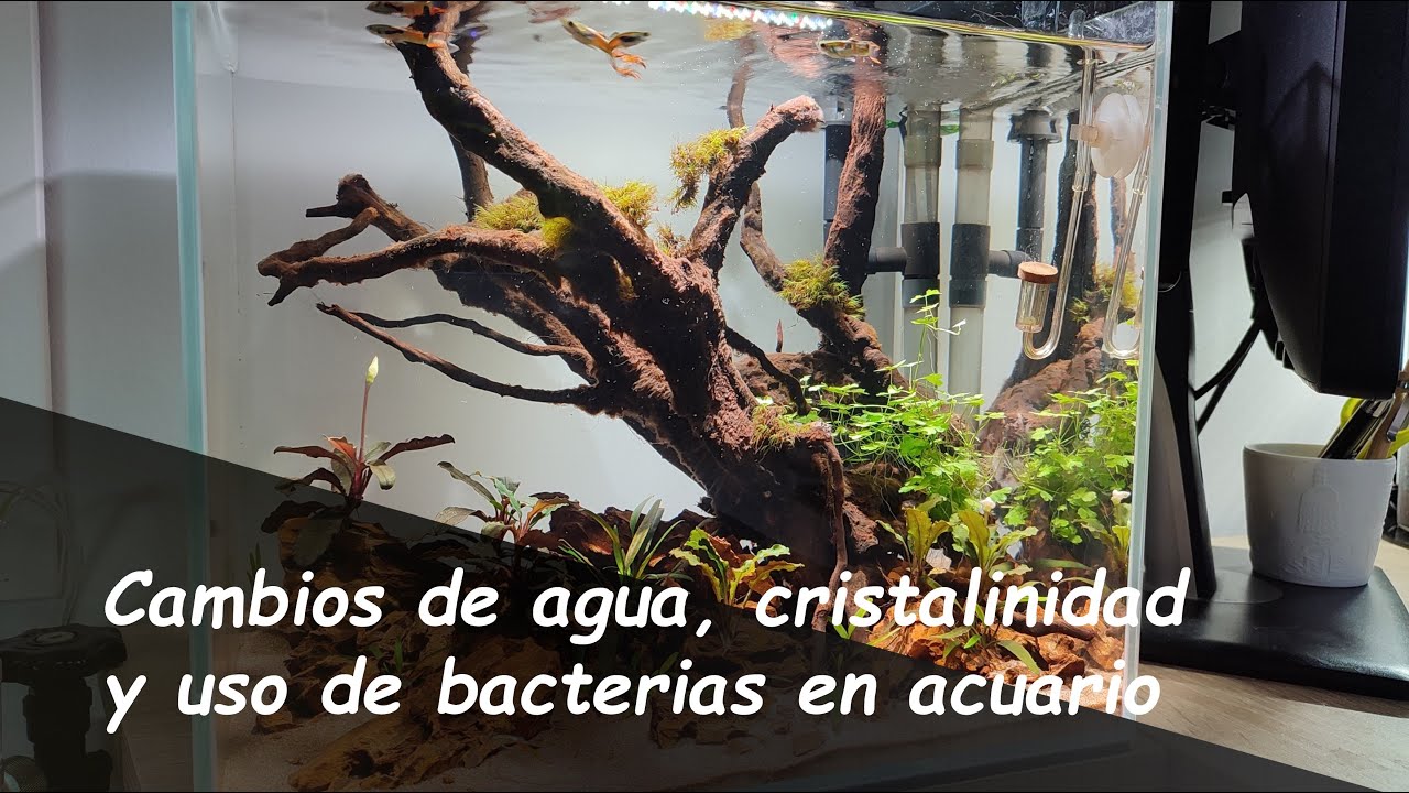 Cambios de AGUA en los ACUARIOS PLANTADOS, CRISTALINIDAD del AGUA & Uso de bacterias adicionales