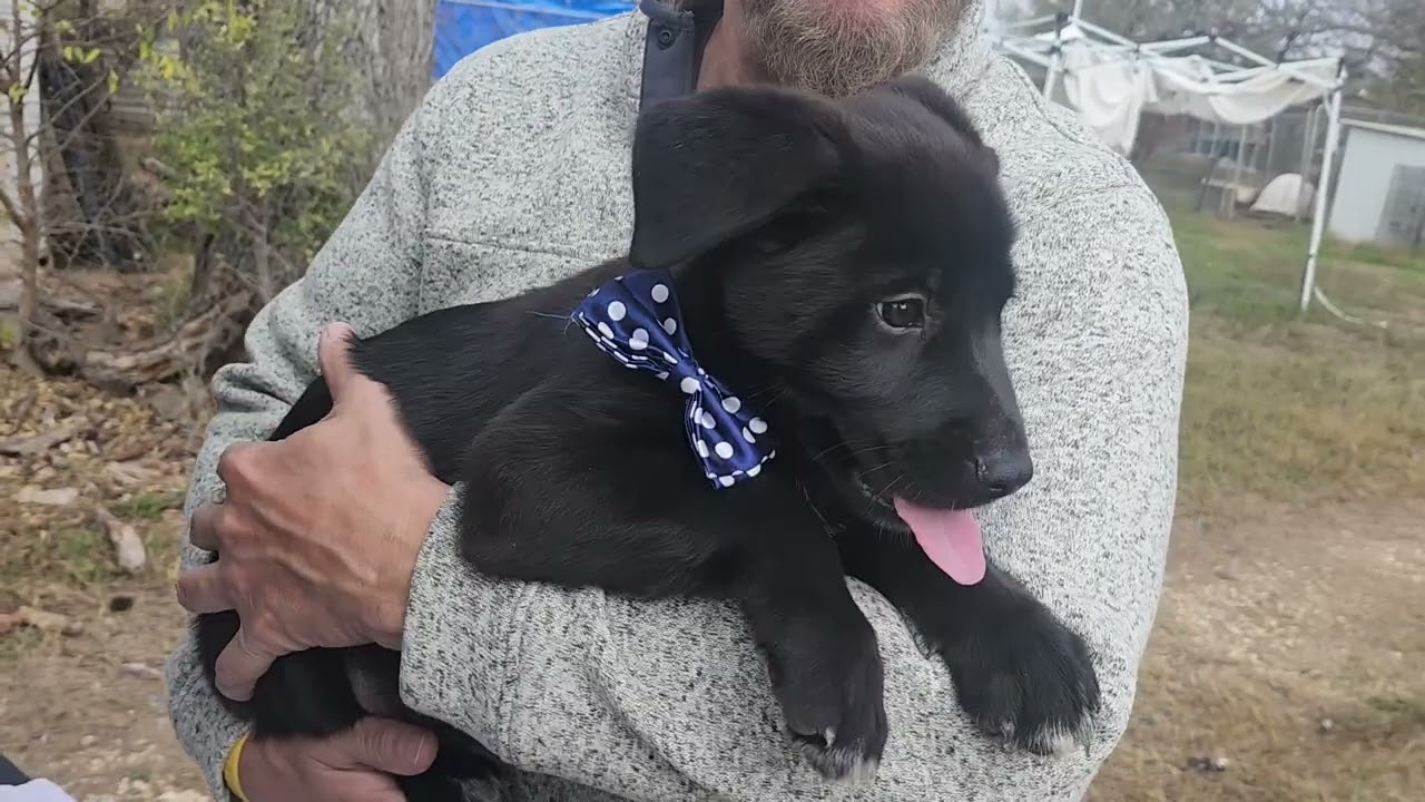 CCPAL PUP Tug
