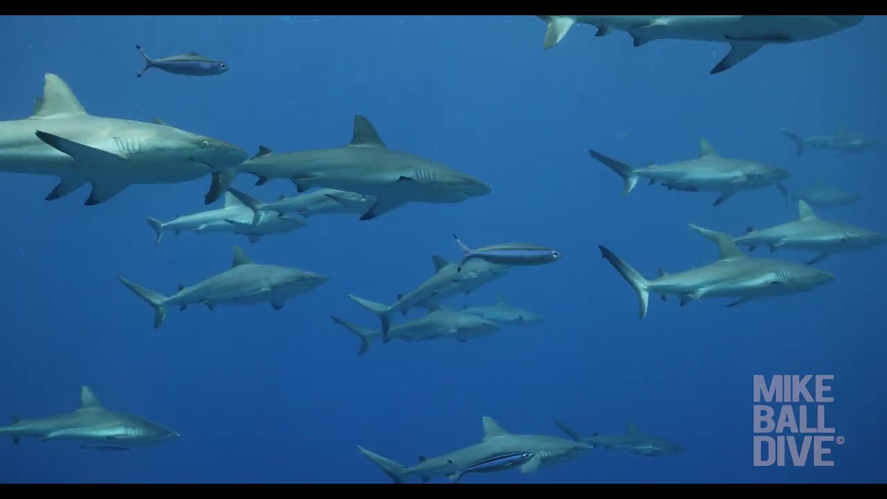 4 Night Fly Dive Coral Sea | 11-15 December 2025