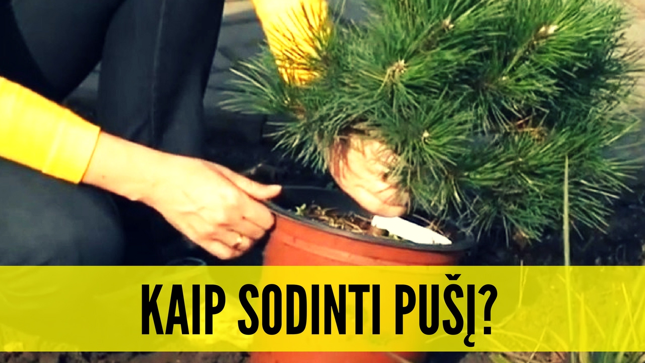 Kaip pasodinti pušį? Pušų sodinimas