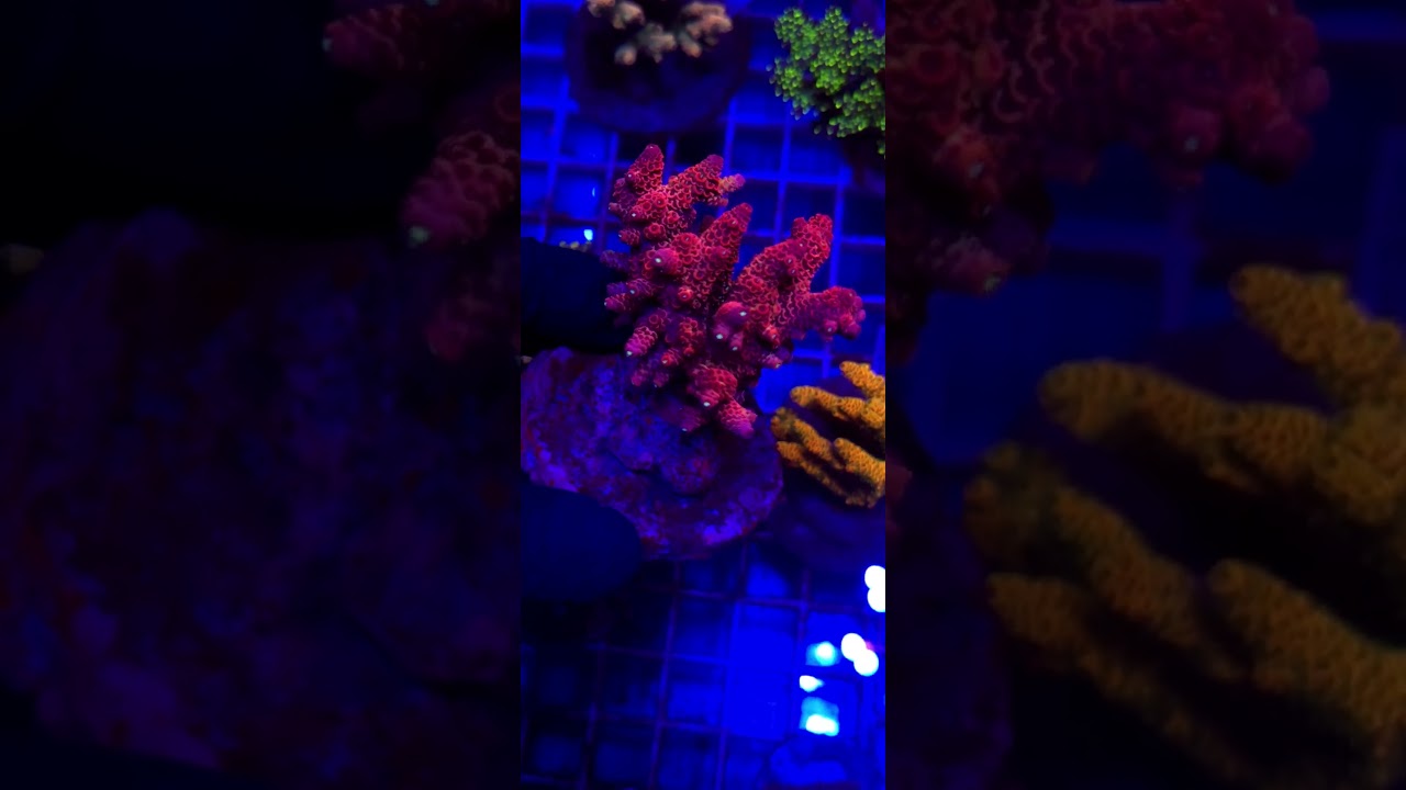 Acropora Rainbow  Ultra matecznik WYSIWYG #15